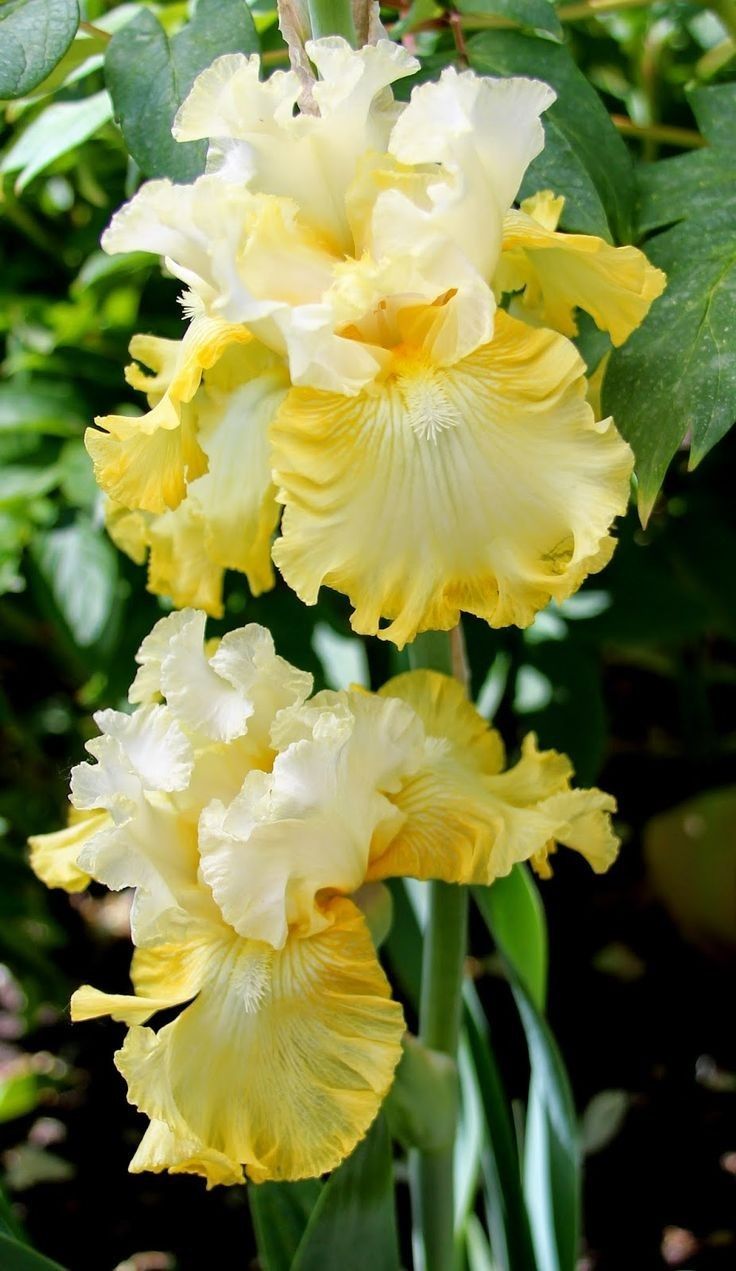 Iris