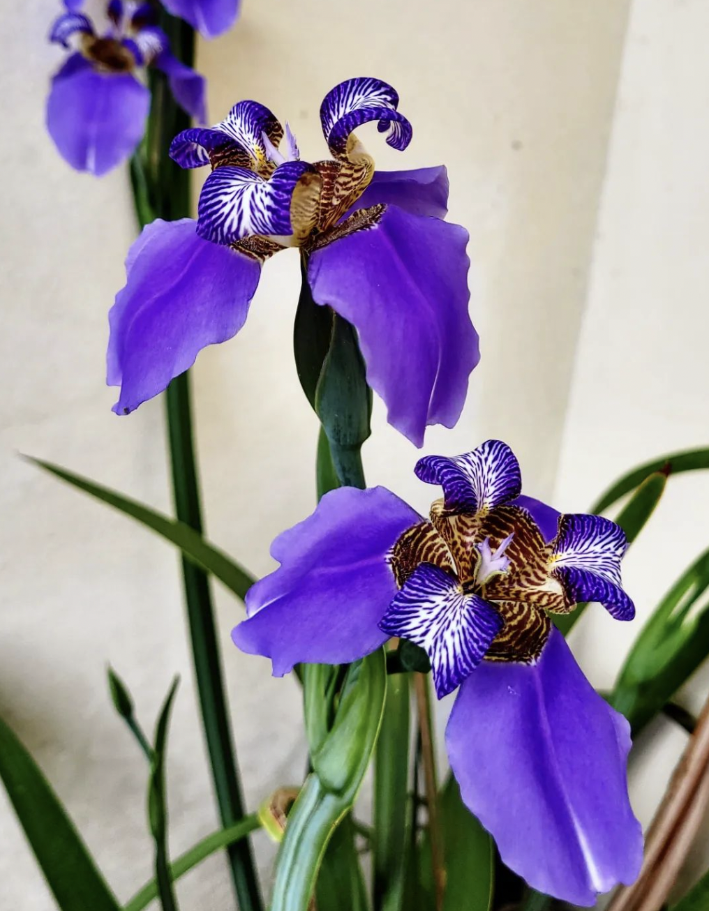 Iris