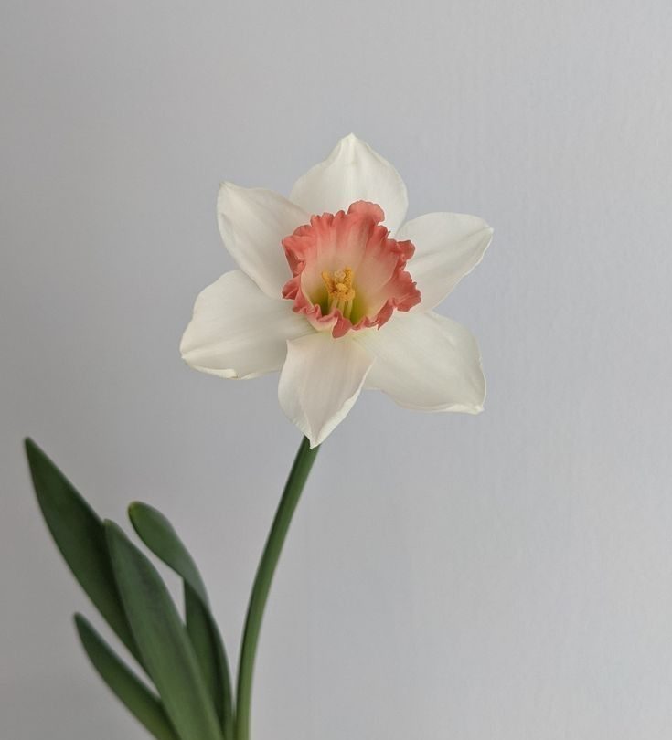 Narciso