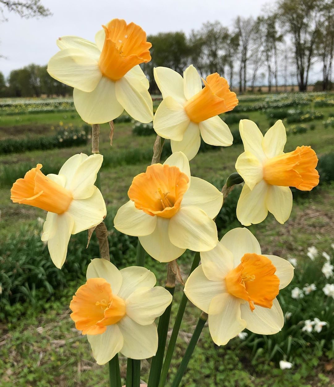 Narciso