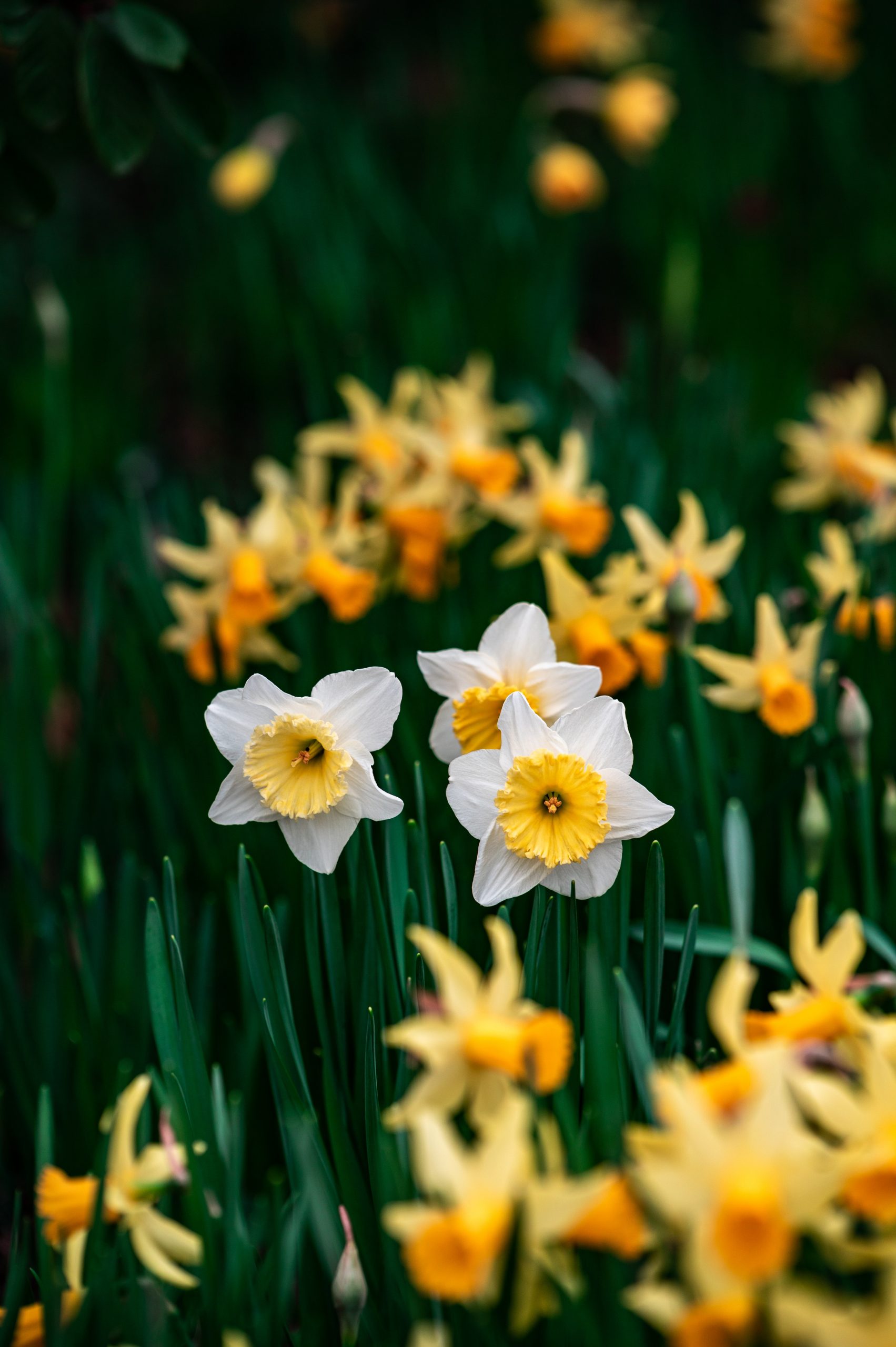 Narciso