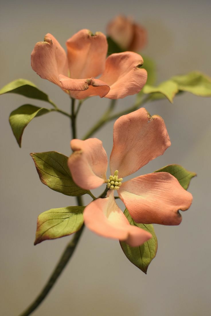 Narciso