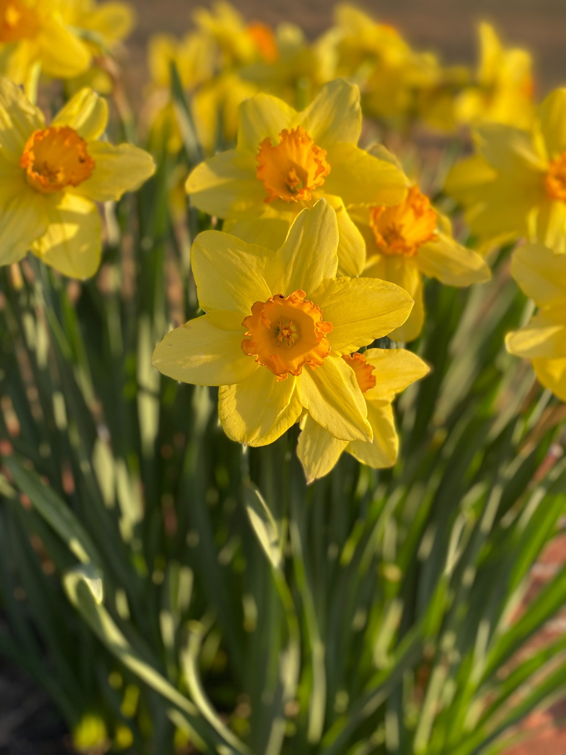 Narciso