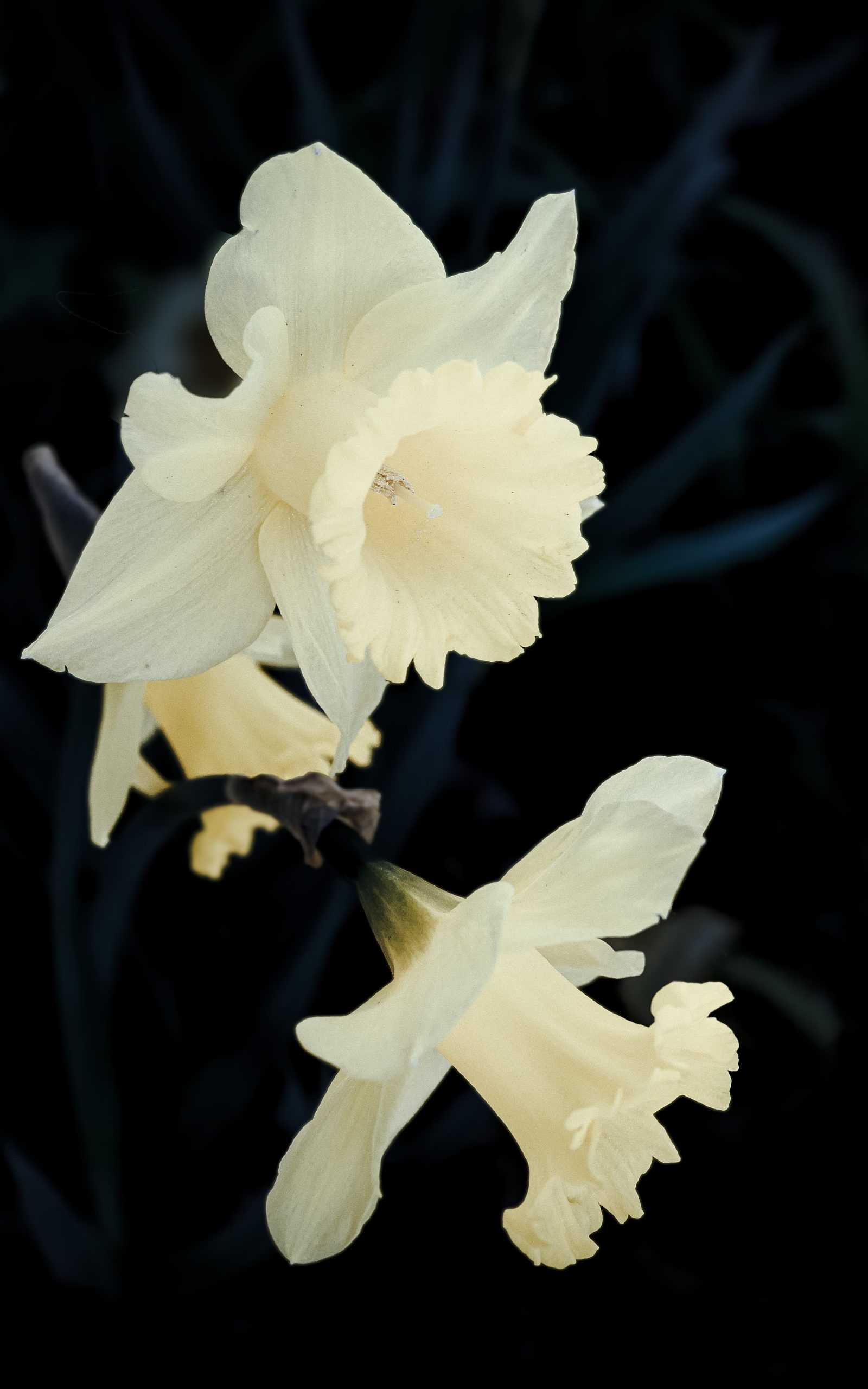 NARCISO