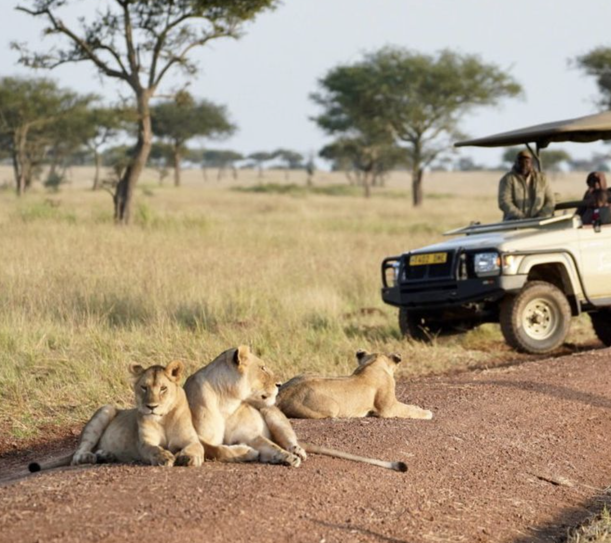 Safari de lujo