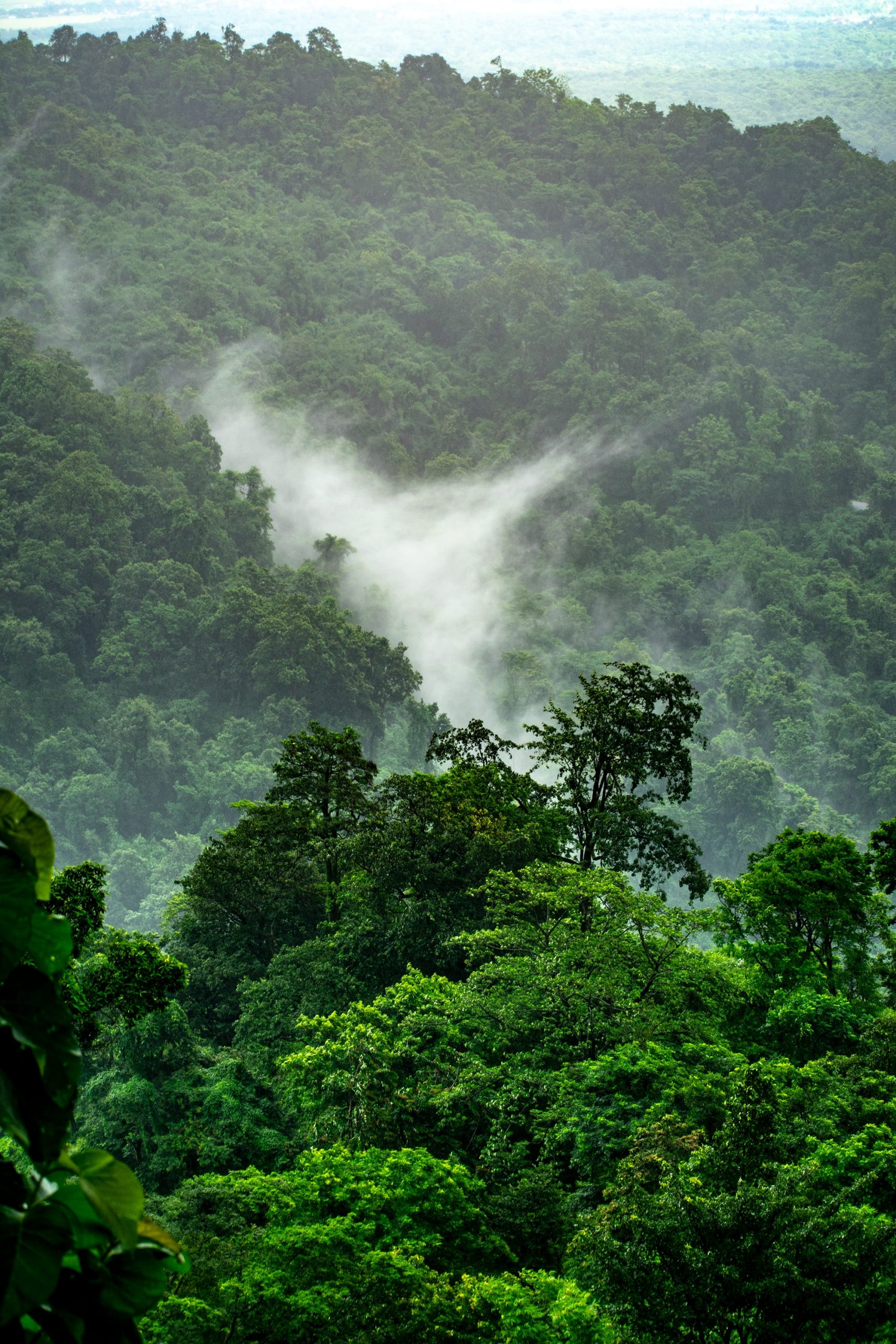Jungla