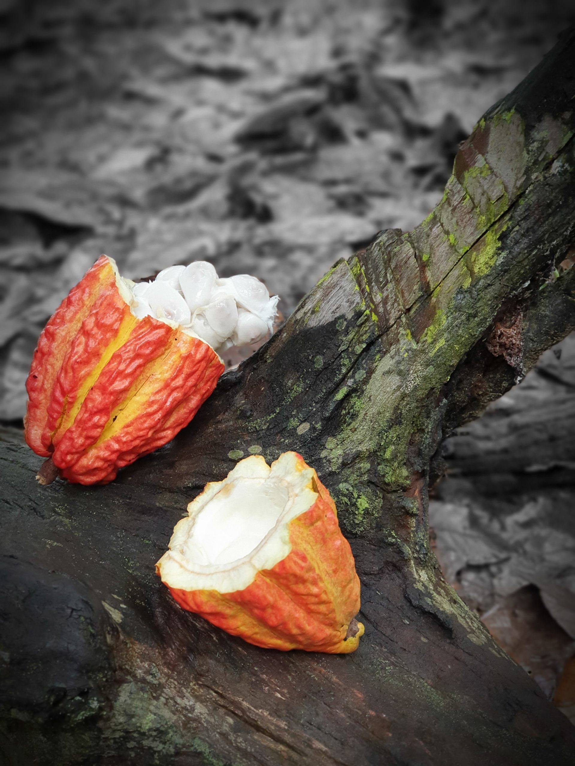 Cacao