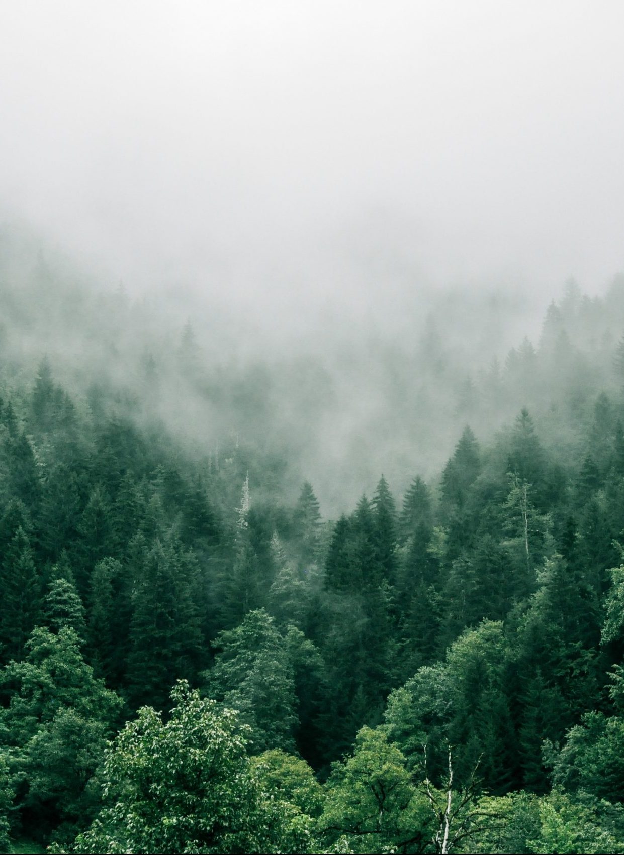 Bosque