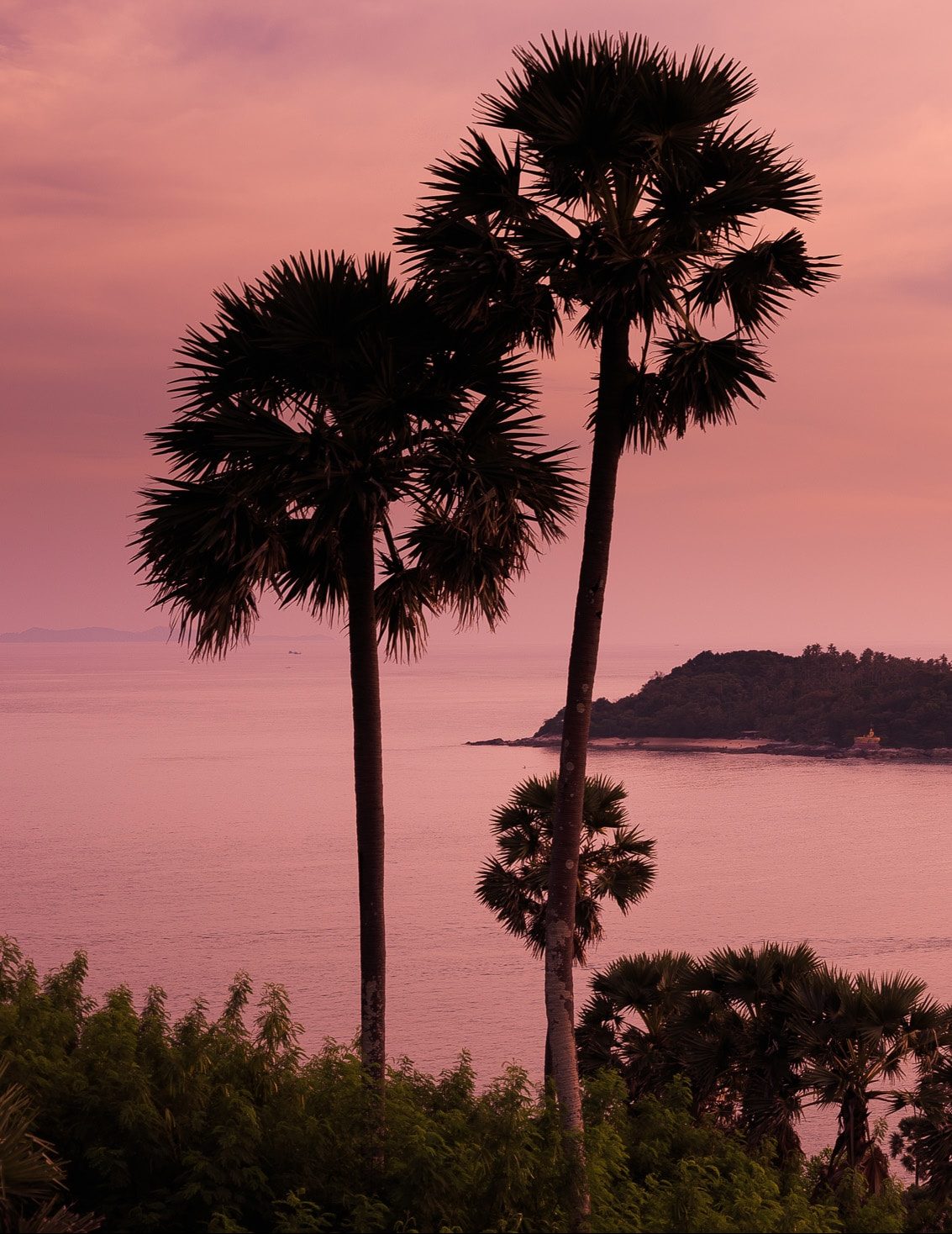 Palmeras
