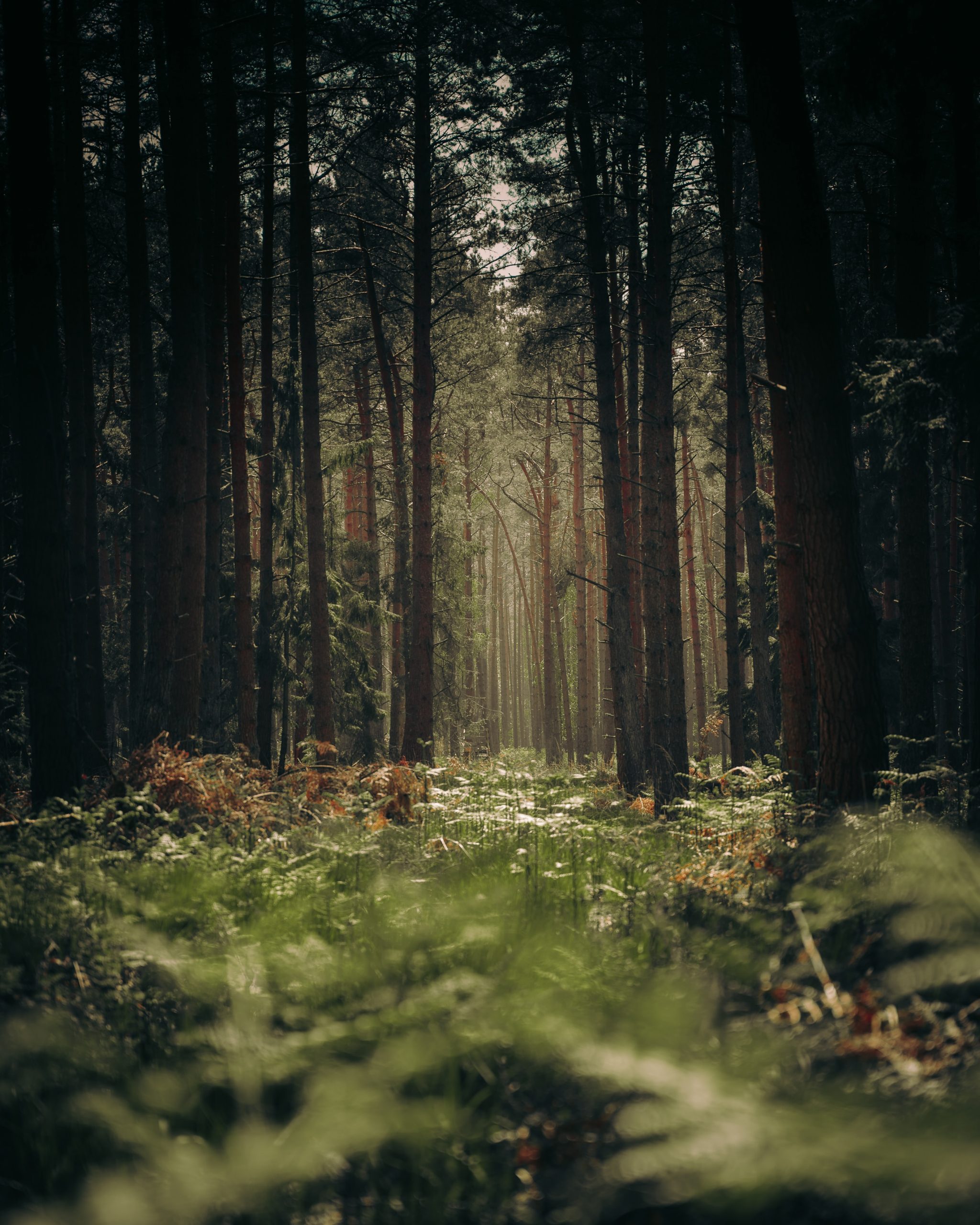 Bosque
