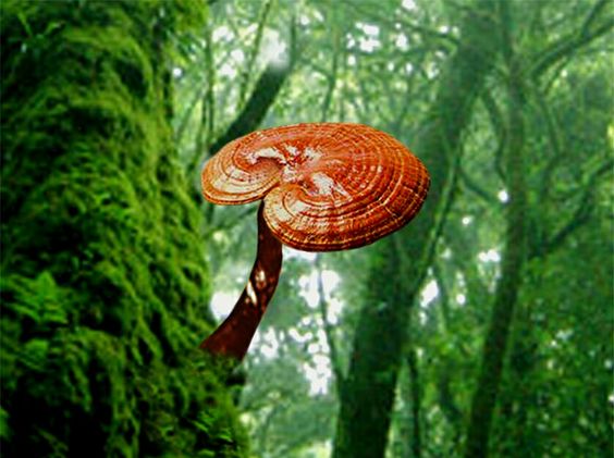 Hongo Reishi