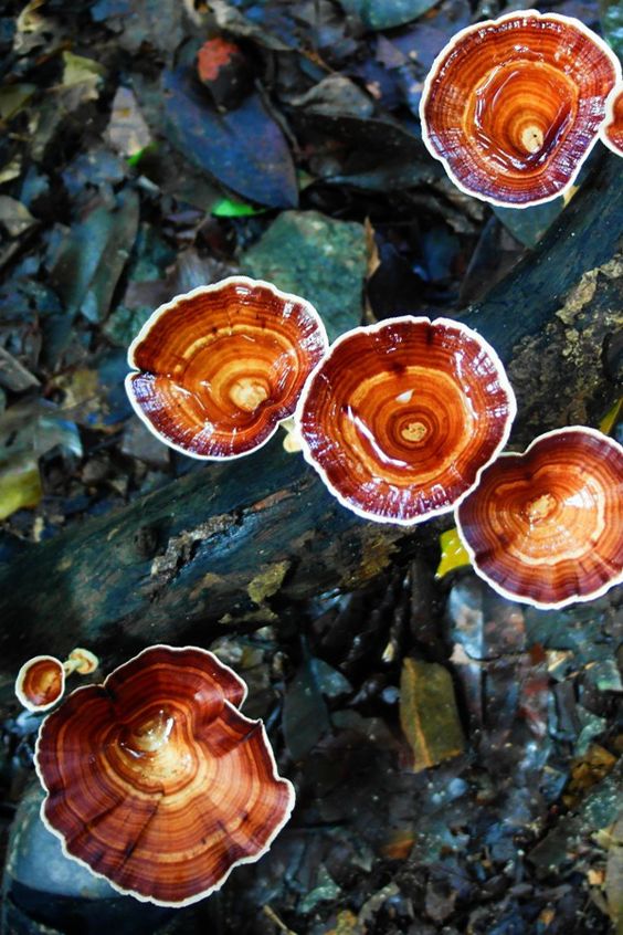 Hongo Reishi