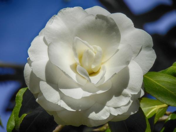Camelia blanca