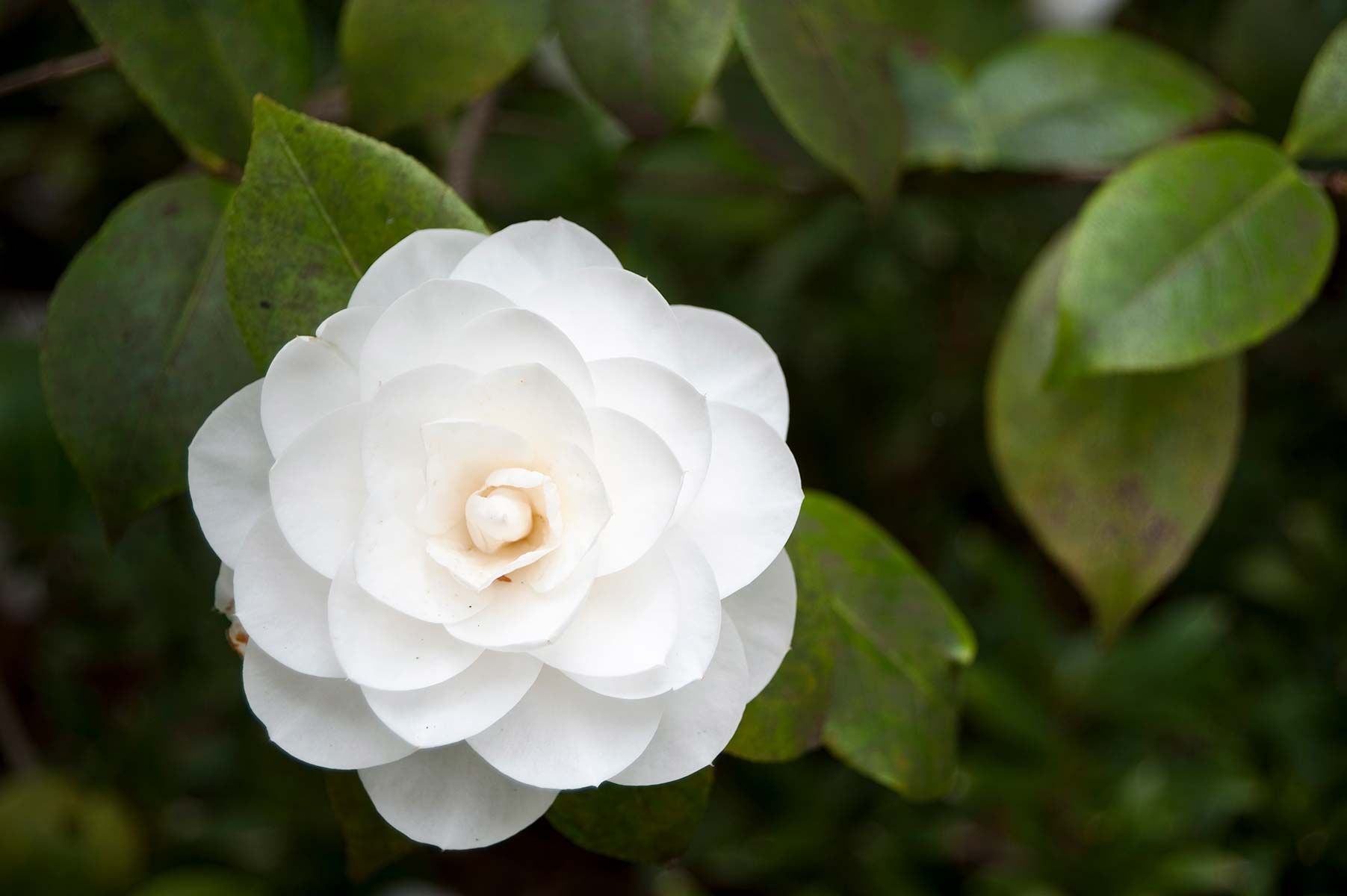 Camelia blanca