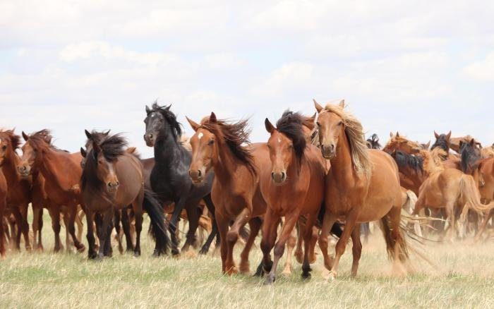Caballos
