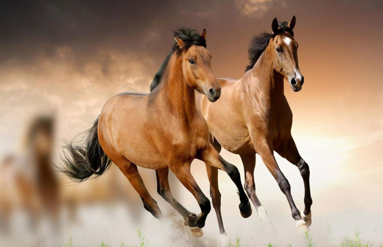 caballos