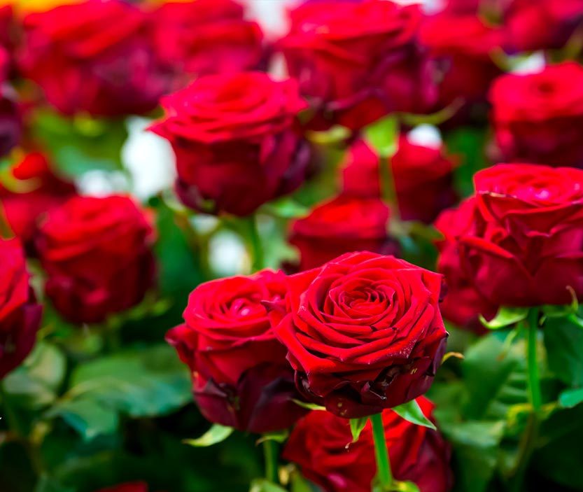 rosa roja