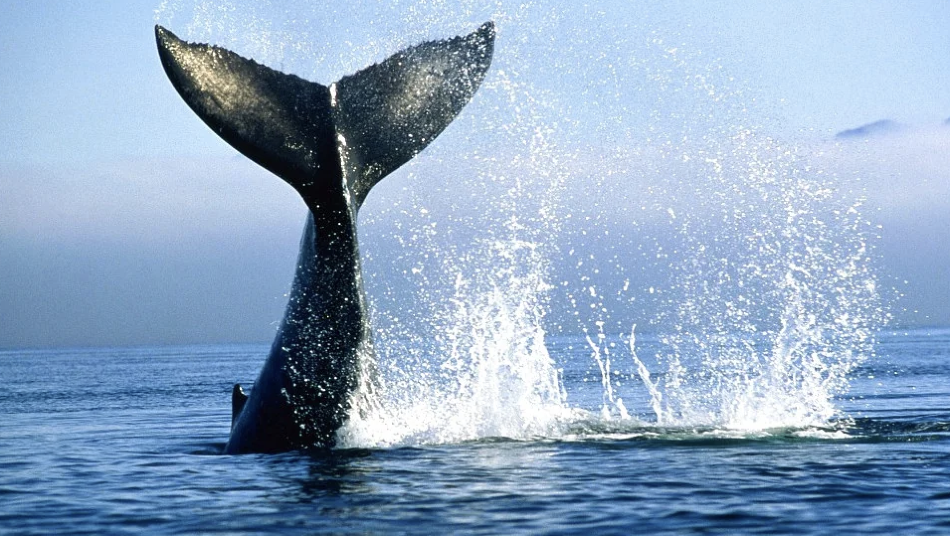 Ballenas jorobadas