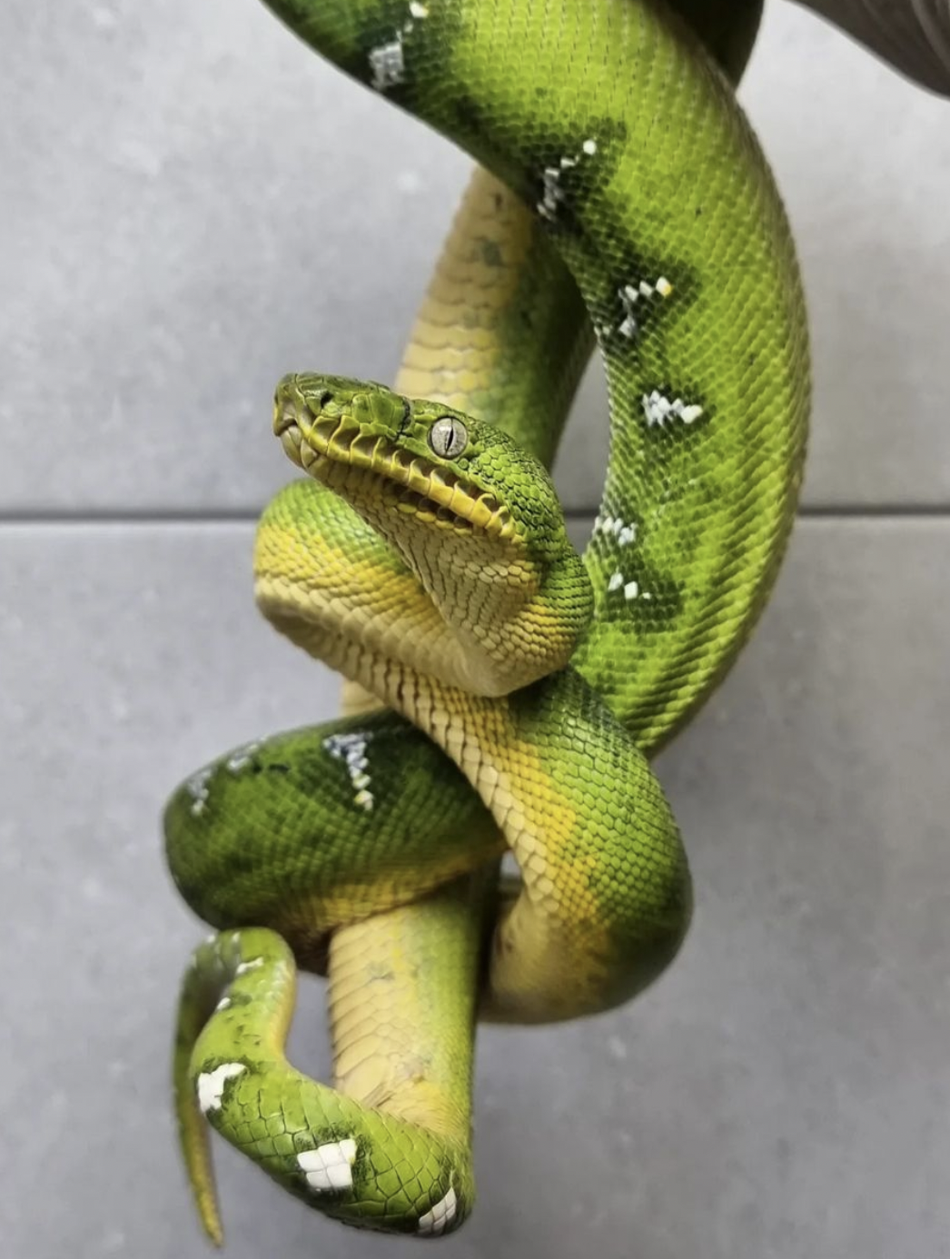 serpiente