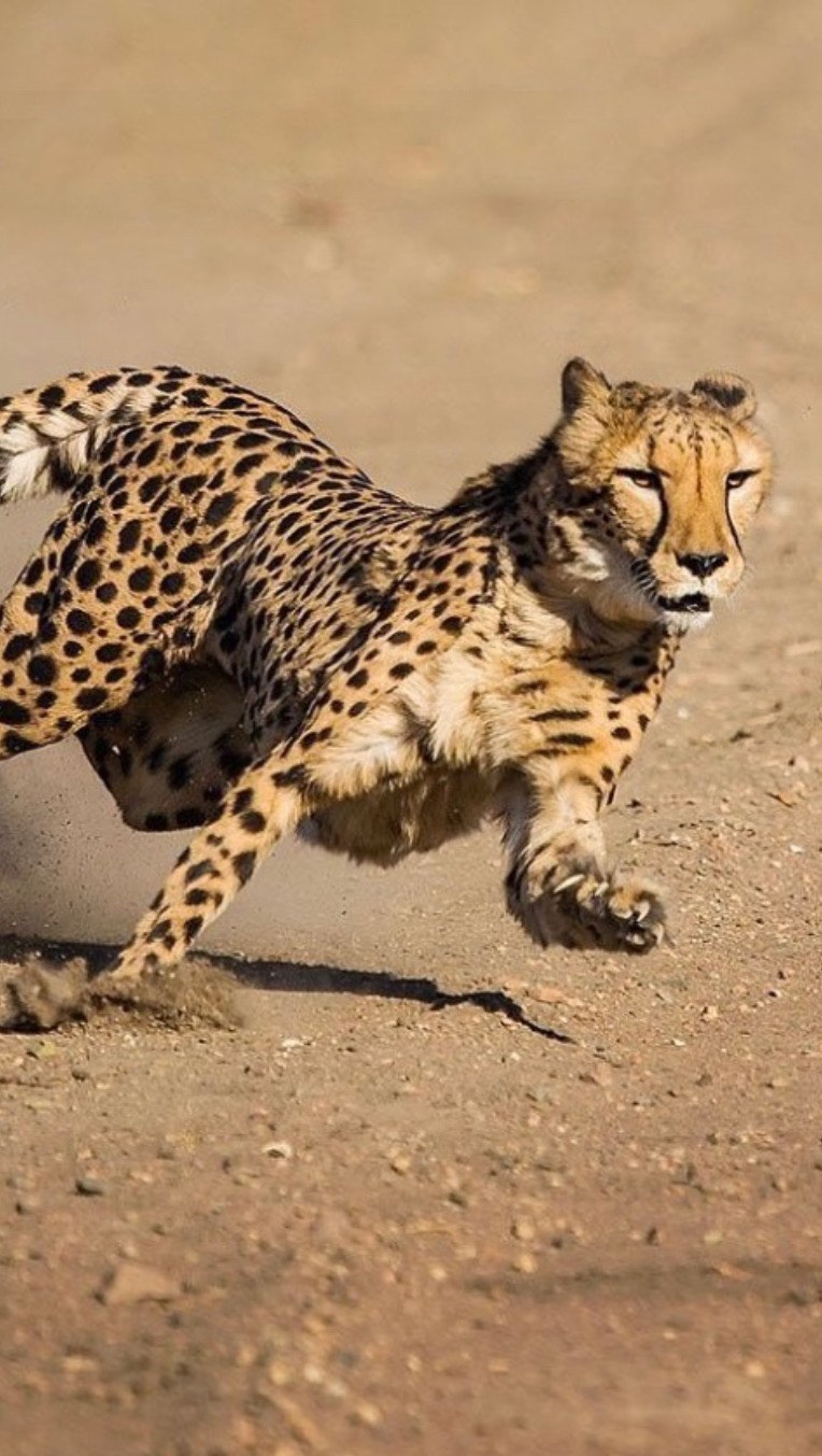 animales
