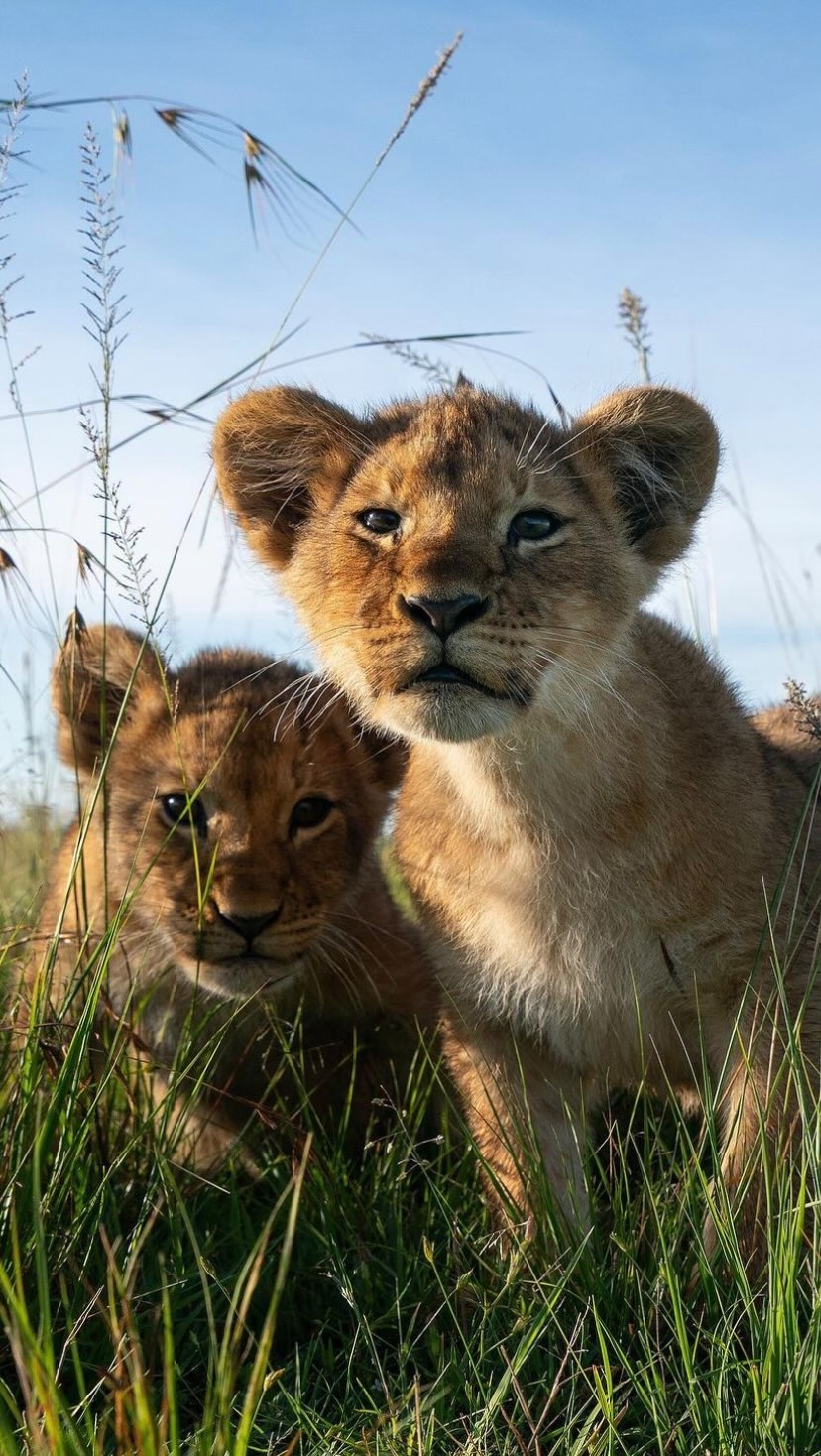 animales
