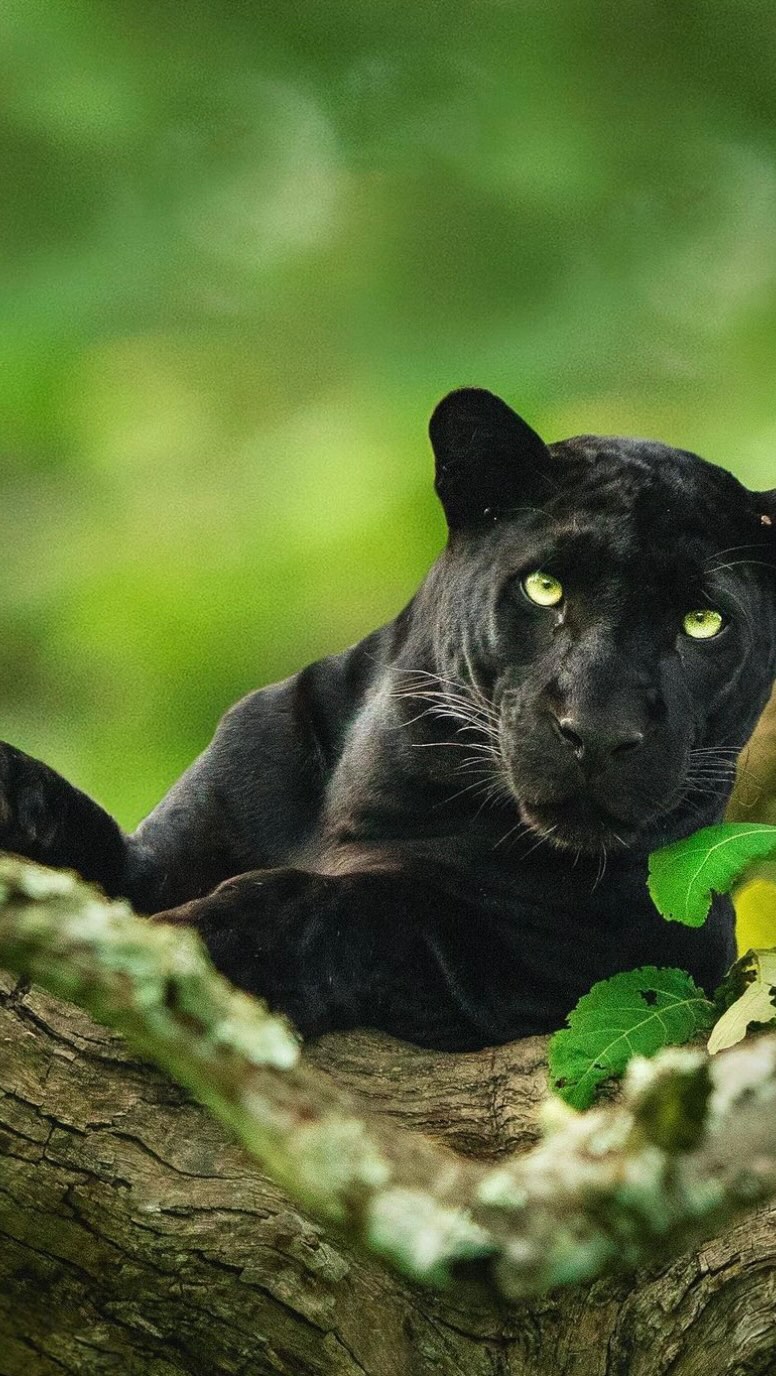 animales