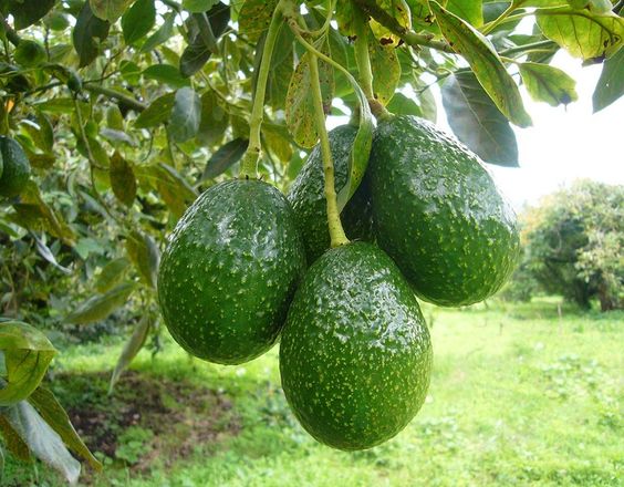 aguacate