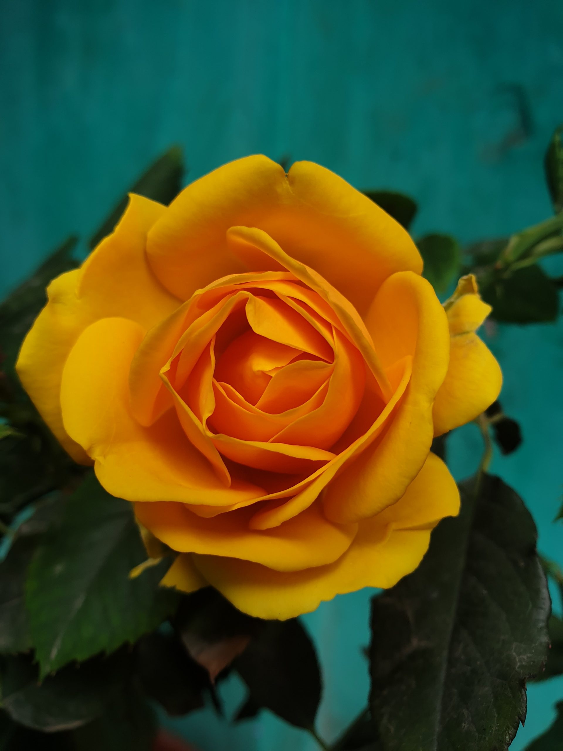 Rosas