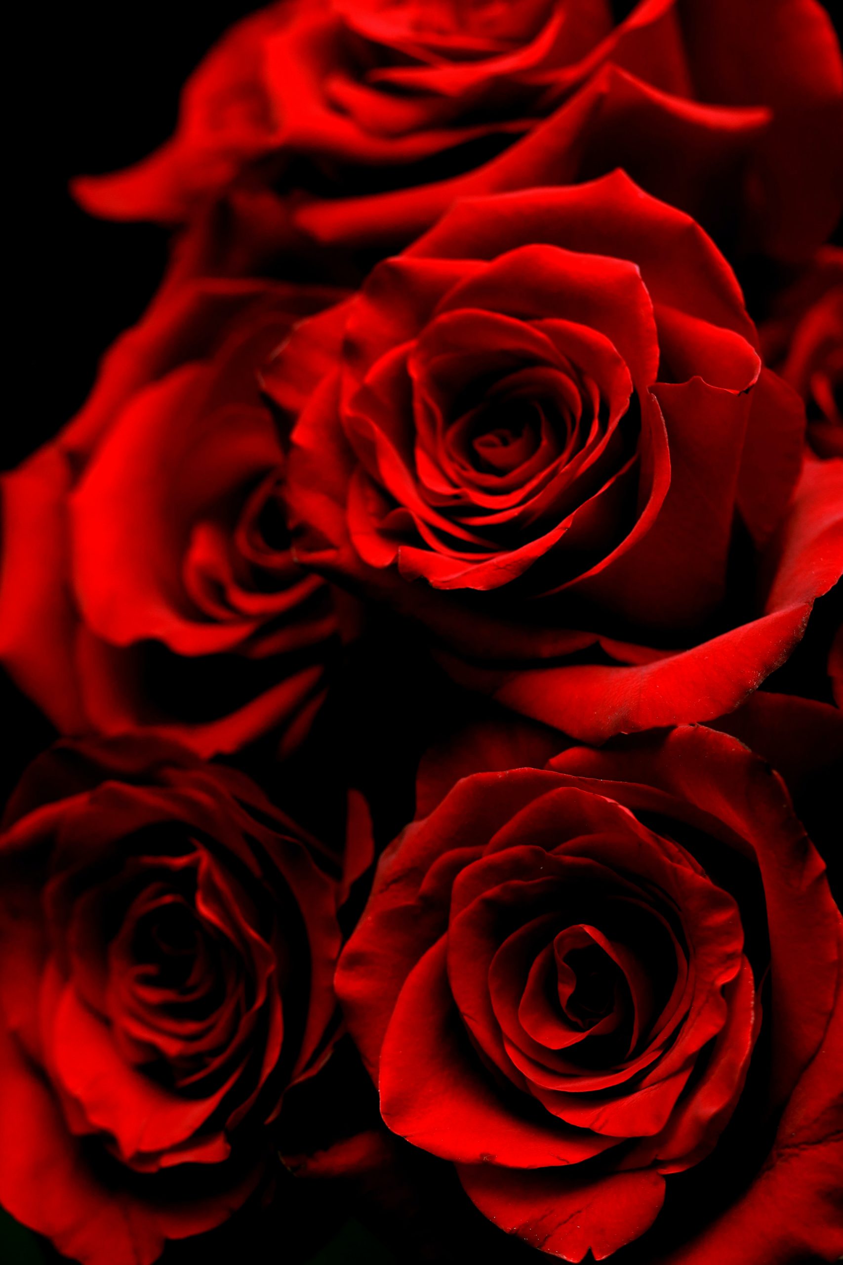 Rosas
