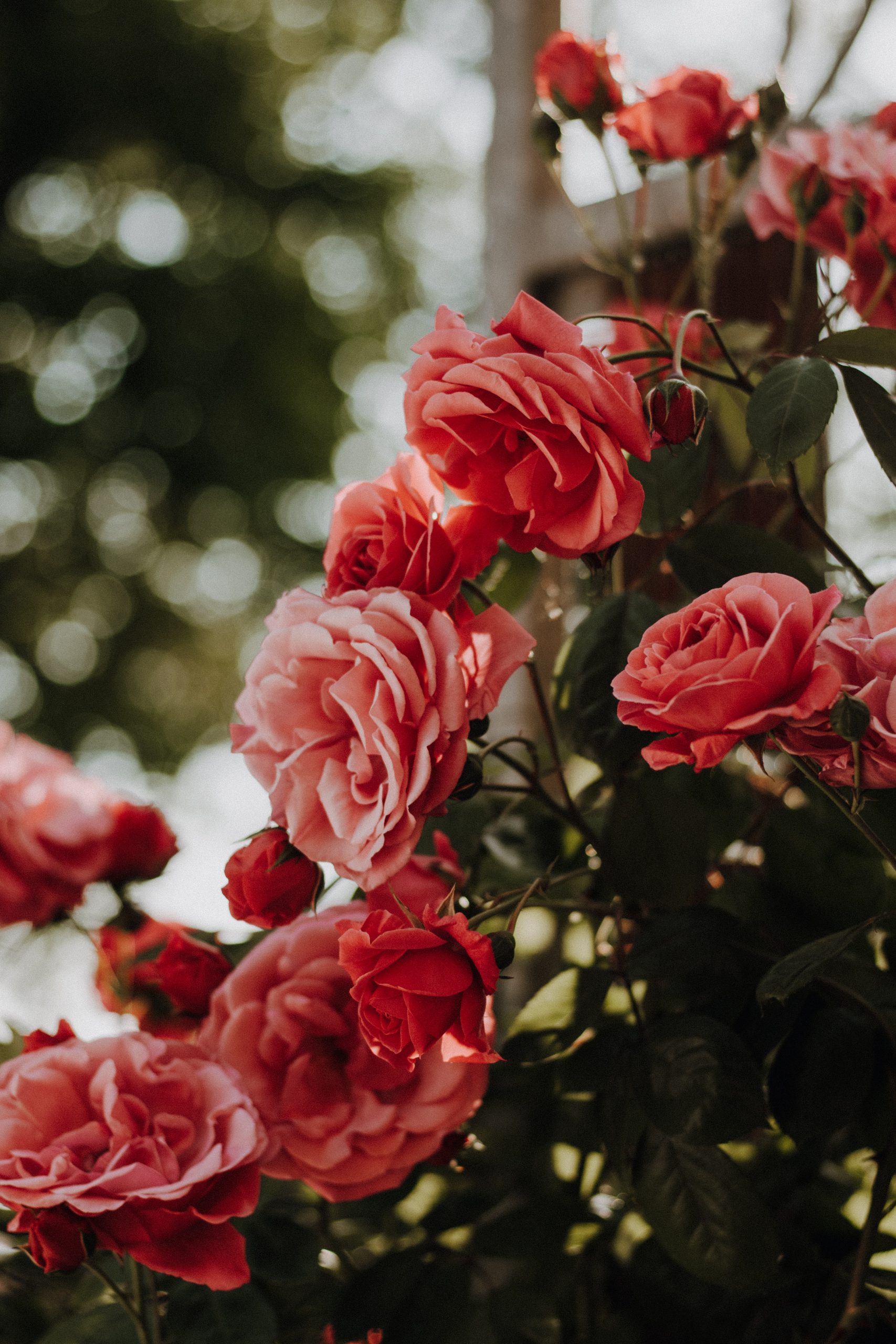Flores