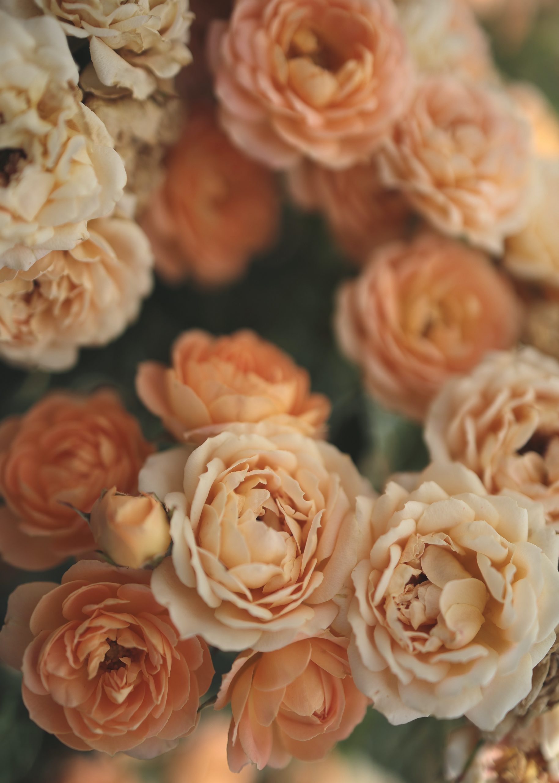 Flores