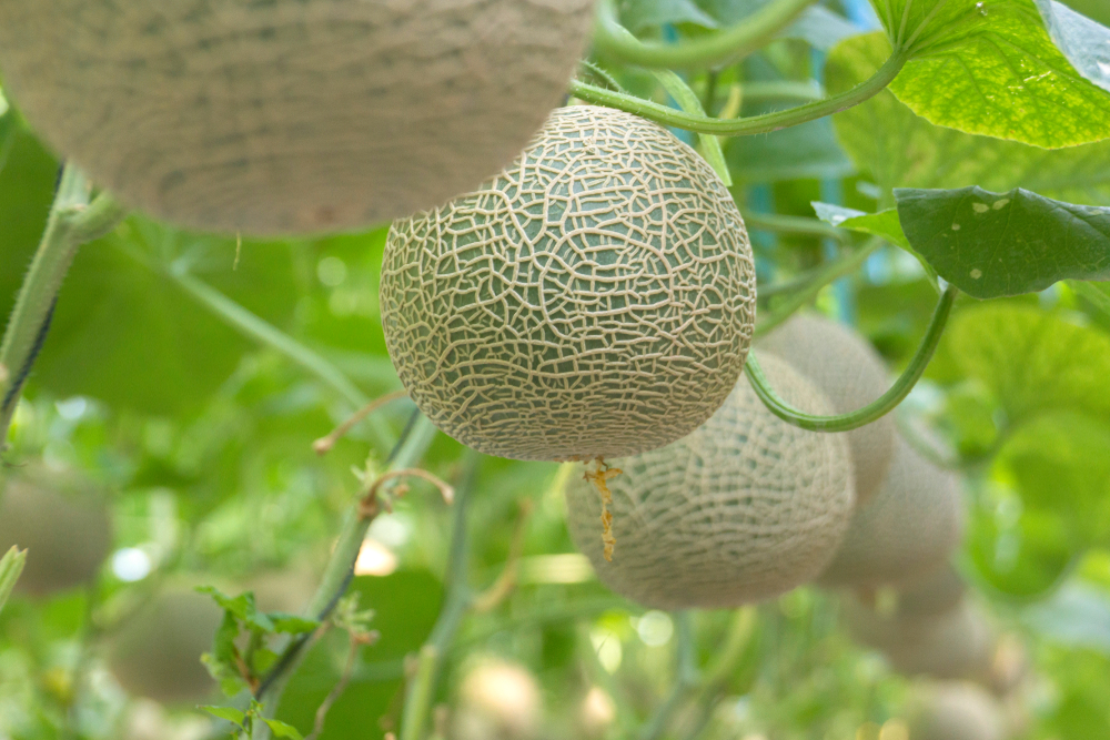 Mel&oacute;n Yubari