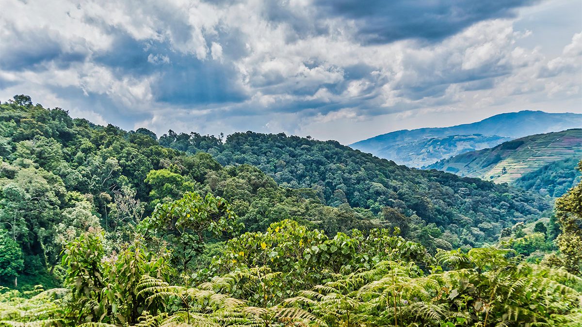 Bwindi