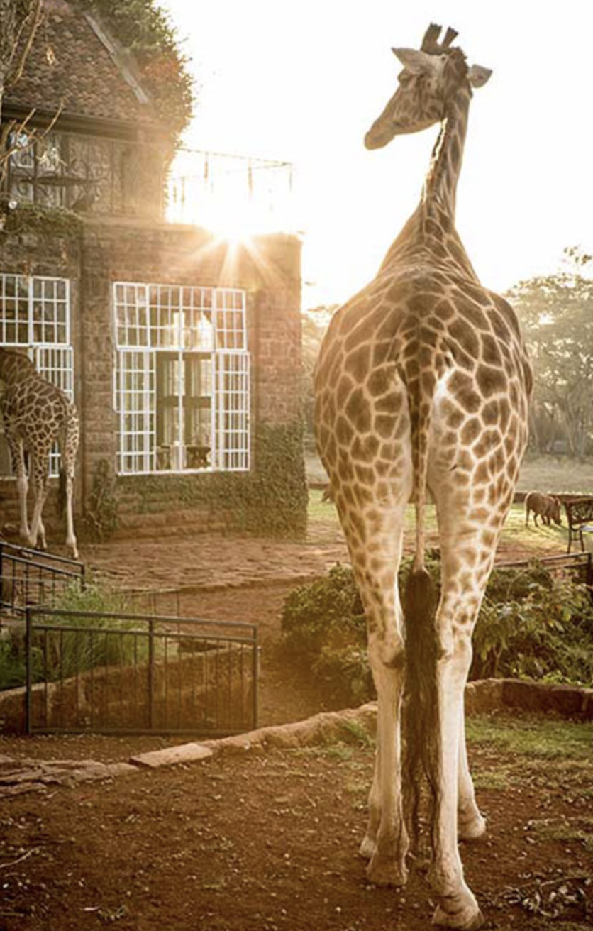 Hote jirafas Kenia