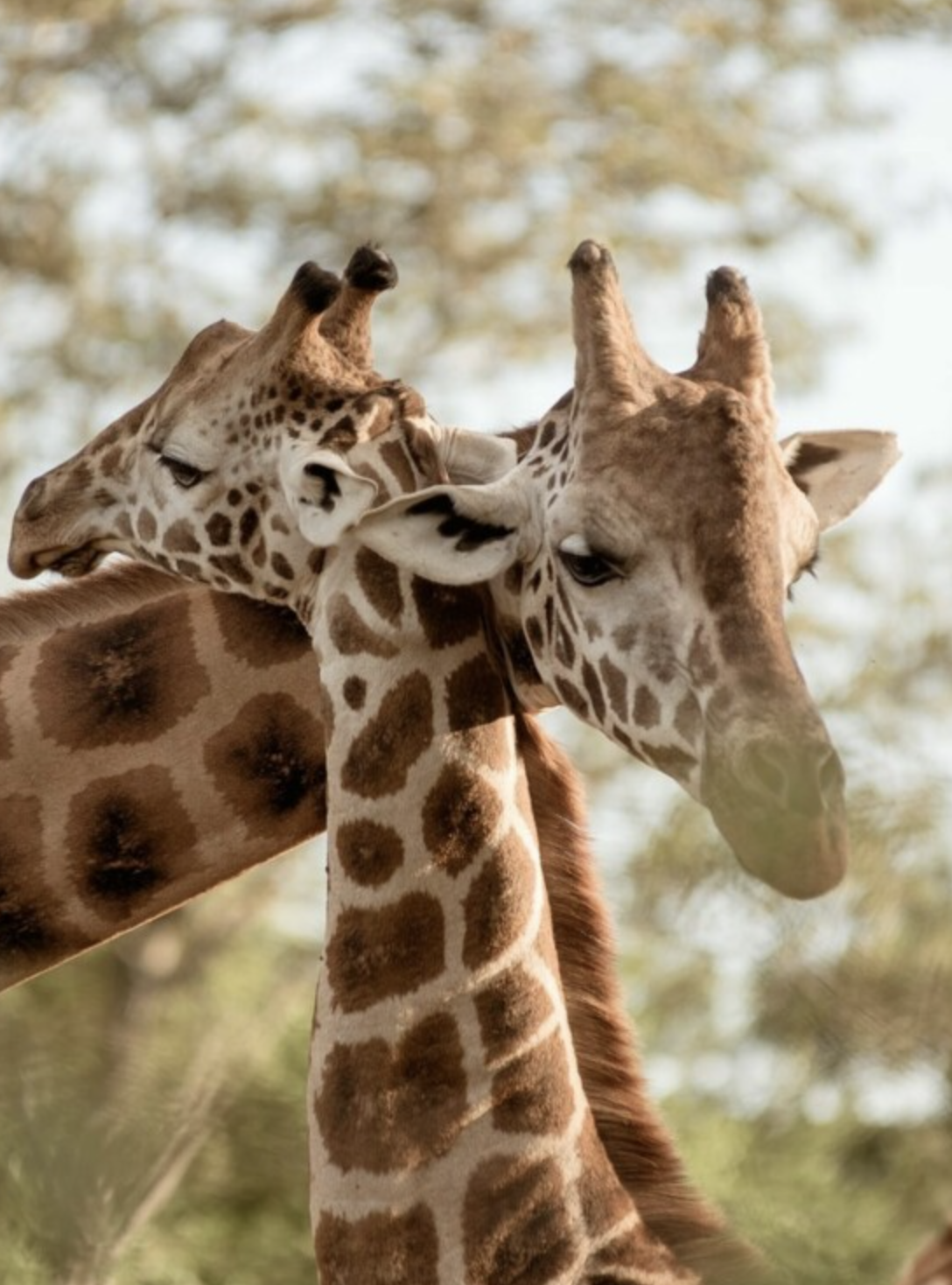 Hote jirafas Kenia