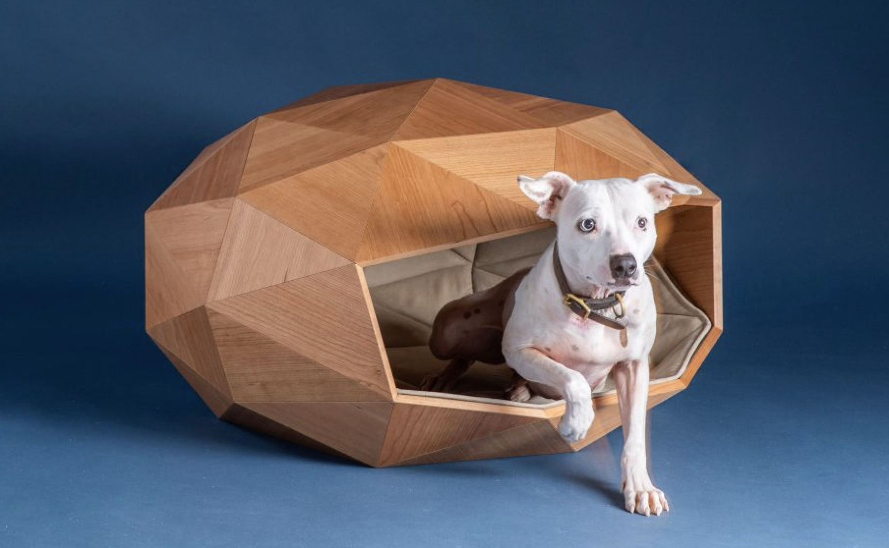 Cama para perros