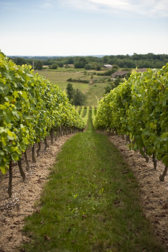 vino blanco