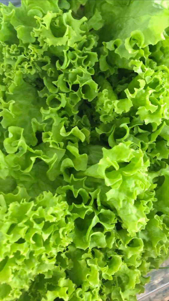 lechuga