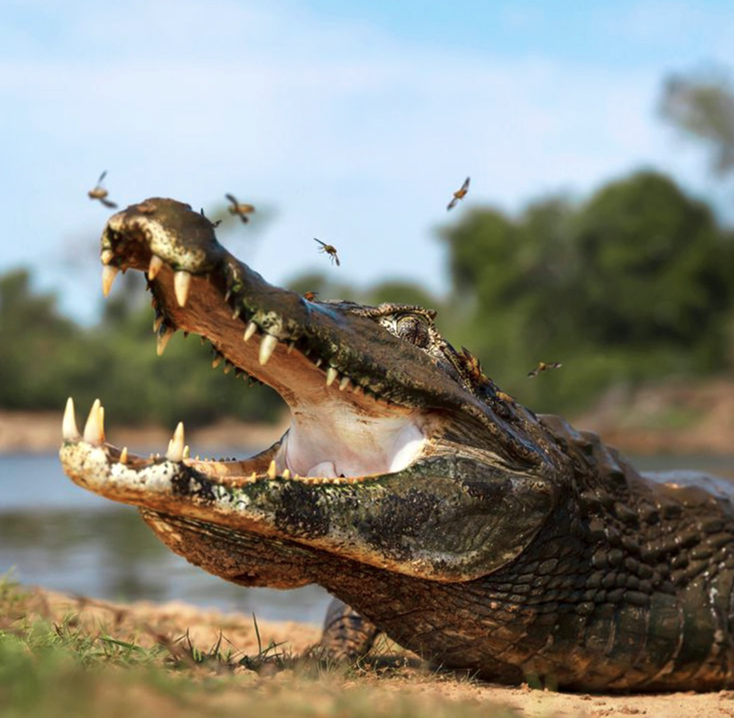 Crucero por el Amazonas