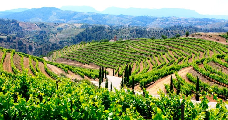 Viñas