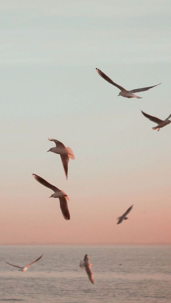 pájaros