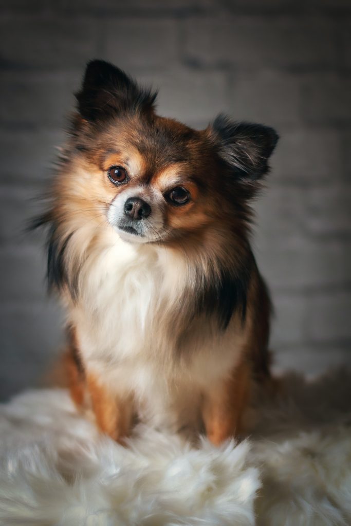 Hablamos del moquillo, la enfermdad canina