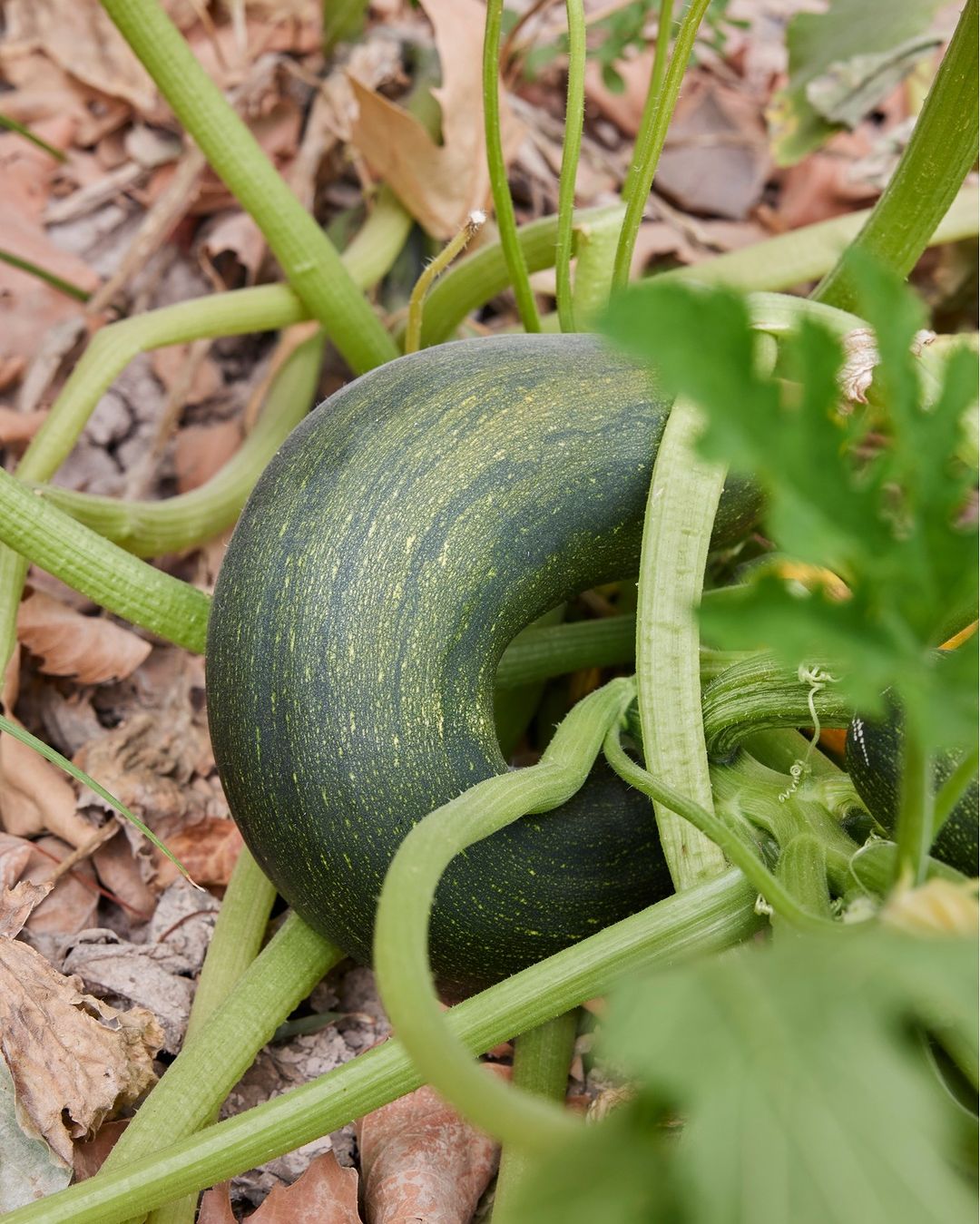verduras