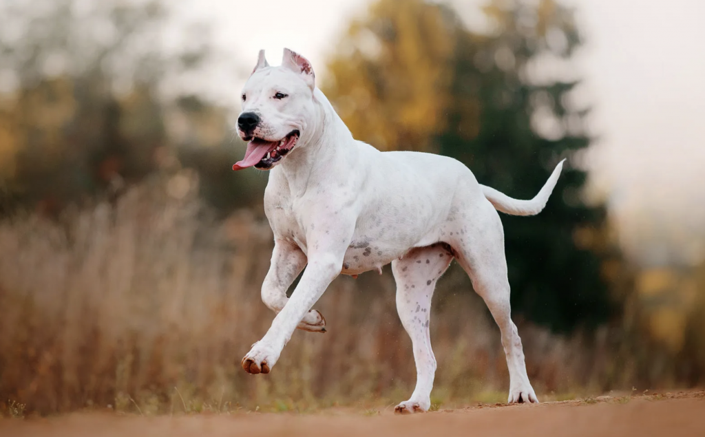 Perro Dogo Argentino corriendo