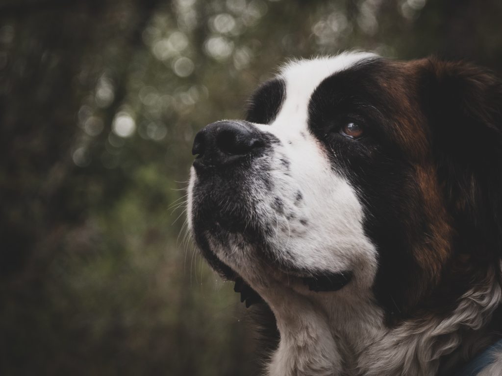Retrato de un perro San Bernardo