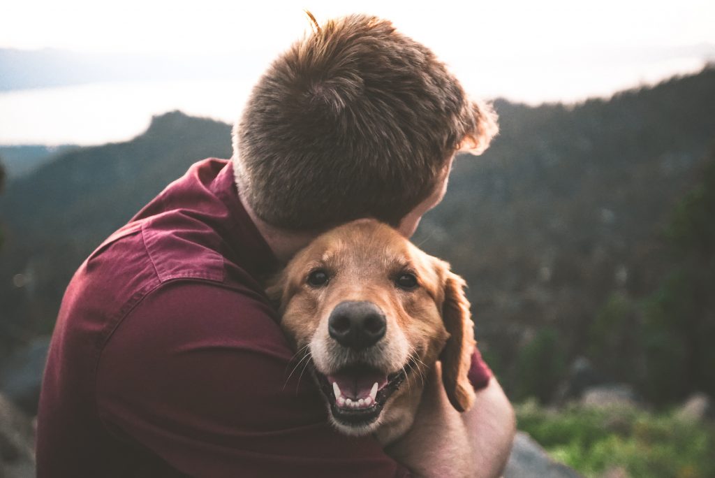Todos los cuidados para evitar que tu perro tenga pulgas