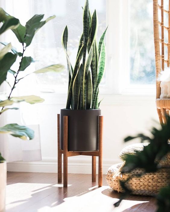 Plantas para casa
