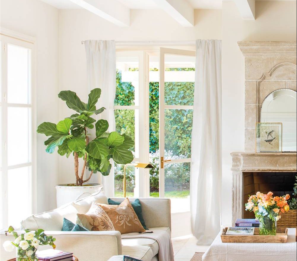 Plantas de interior resistentes