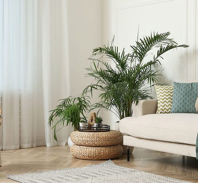 Plantas de interior