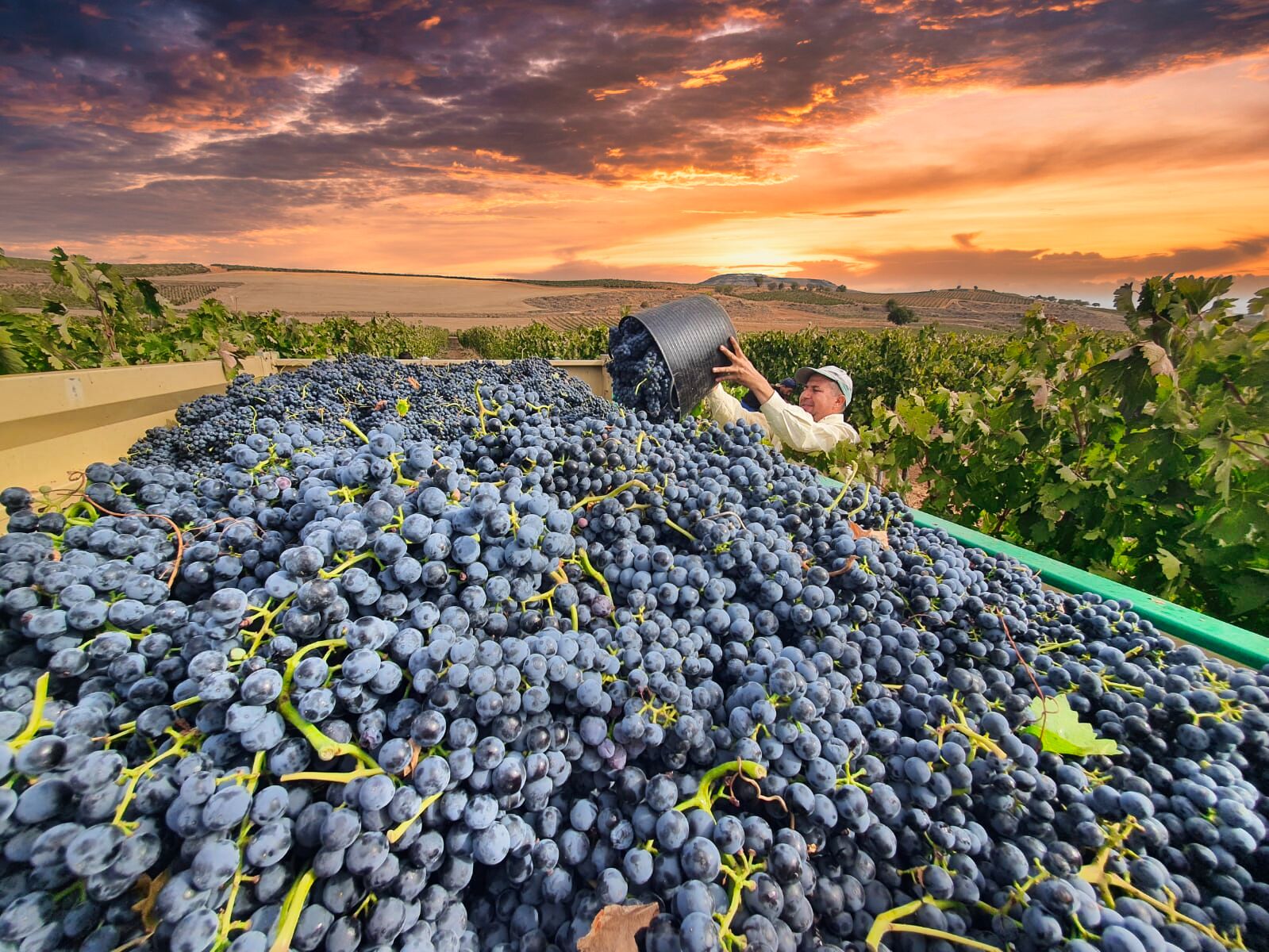 uvas